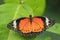Malay lacewing