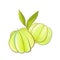 malay plant color element fruit exotic antillean star gooseberry illustration light green shades close up packaging natural