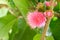 Malay rose apple flower on tree,Malay apple,Pomerac flower .