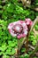 Malay Rose Etlingera Venusta Flower in Tropical Hawaii