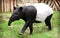 Malay tapir or Asian tapir