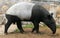 Malay tapir or Asian tapir