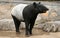 Malay tapir or Asian tapir