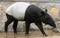 Malay tapir or Asian tapir