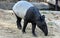 Malay tapir or Asian tapir