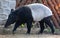 Malay tapir or Asian tapir