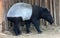 Malay tapir or Asian tapir