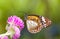 Malay tiger danaus affinis butterfly collecting nectar from flower