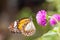 Malay tiger danaus affinis butterfly collecting nectar from flower