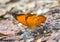 The Malay Yeoman butterfly, Cirrochroa emalea