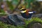 Malayan Banded Pitta Bird