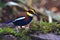 Malayan Banded Pitta Bird