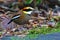 Malayan Banded Pitta Bird