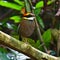 Malayan Banded Pitta Bird