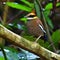 Malayan Banded Pitta Bird