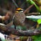 Malayan Banded Pitta Bird