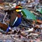 Malayan Banded Pitta Bird