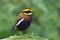 Malayan Banded Pitta hydrornis guajana beautiful bird residentail in southern of Thailand