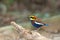 Malayan Banded Pitta Male with stump in nature