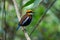 Malayan banded Pitta at Sriphang-nga national park.