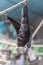 Malayan Bat (Pteropus vampyrus) hanging on a rope