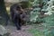 Malayan bear in the Ouwehand Zoo Holland