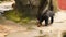 Malayan Bear or SunBear In Nature, Rare Endangered Species, 4K. Sun bear is walking in ZOO park, Bali, Indonesia, Southeast Asia