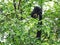 Malayan black giant squirrel