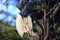 Malayan black hornbill