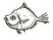 Malayan Deepsea Boarfish Australian Fish Cartoon Retro Drawing