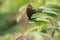 Malayan Eggfly butterfly on leaf