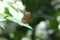 Malayan Eggfly butterfly with tattered wings on a leaf