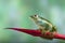 Malayan flying frog on red flower