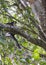 Malayan giant squirrel Ratufa bicolor