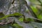 Malayan Green Whipsnake Ahaetulla mycterizans