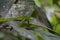 Malayan Green Whipsnake Ahaetulla mycterizans