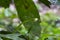 Malayan Green Whipsnake Ahaetulla mycterizans