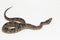 Malayan ground pit viper snake, Calloselasma rhodostoma isolated on white background