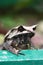 Malayan horned eye frog