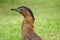 Malayan Night Heron