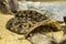 Malayan pit viper