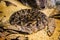 Malayan Pit Viper Snake on sand and dry leafs