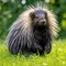 Malayan porcupine, Himalayan porcupine, Large porcupine on the green grass. generative ai