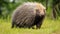 Malayan porcupine, Himalayan porcupine, Large porcupine on the green grass. generative ai