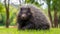 Malayan porcupine, Himalayan porcupine, Large porcupine on the green grass. generative ai