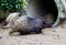 The Malayan porcupine Hystrix brachyura.