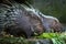 Malayan porcupine, Hystrix brachyura eating food.