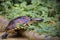 Malayan Snail- eating Terrapin Walking in the garden