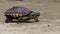 Malayan Snail- eating Terrapin walking on the road