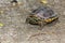 Malayan snail-eating turtle